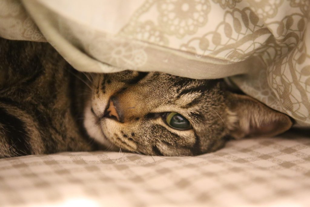 car sleeping in bed