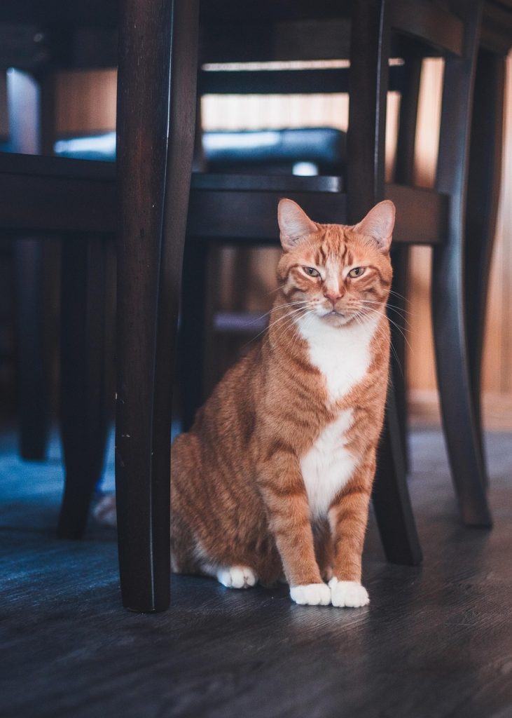 Cat sitting on laminate flooring, possibly the cause of surface scratches