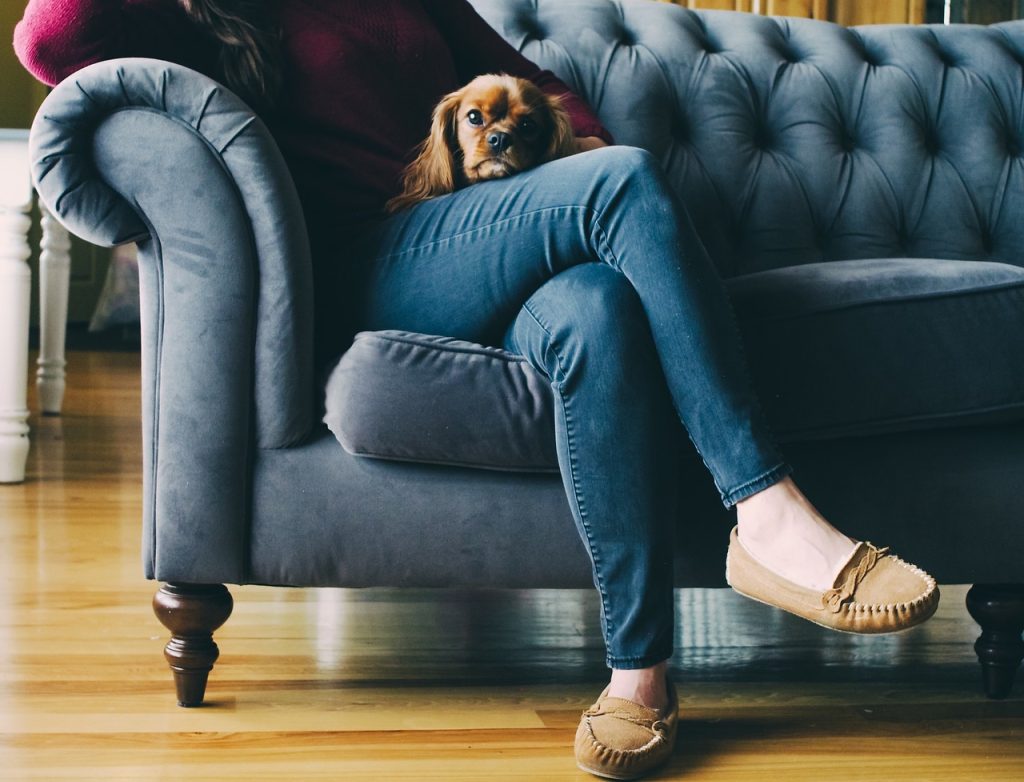 Person holding a puppy on a couch after a dog urine accident on hardwood floors
