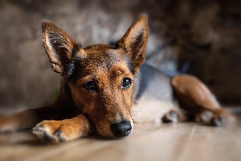 A dog sleeping on a hardwood floor