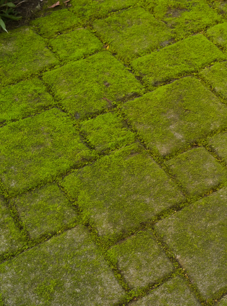 Moss-covered pavers showing thick green moss growth before cleaning, illustrating why removing moss from pavers is necessary.