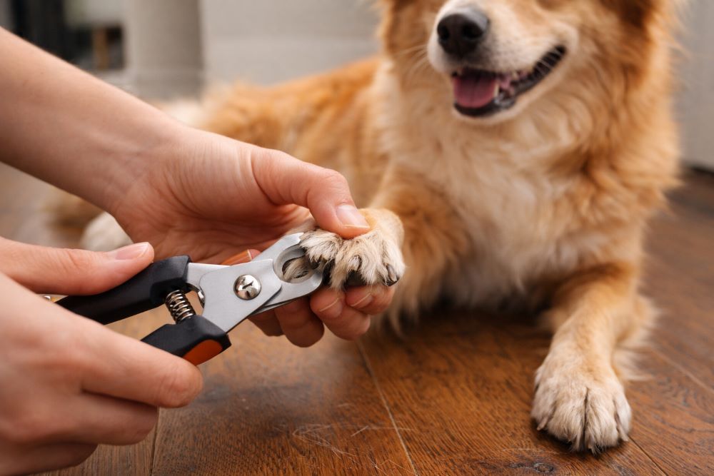 Trimming a dog’s nails to prevent scratches on hardwood floors.